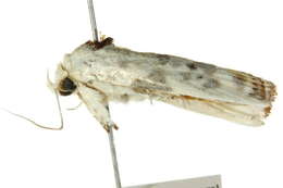 Image of <i>Arignota stercorata</i>