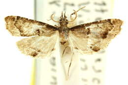 صورة Diplopseustis perieresalis Walker 1859