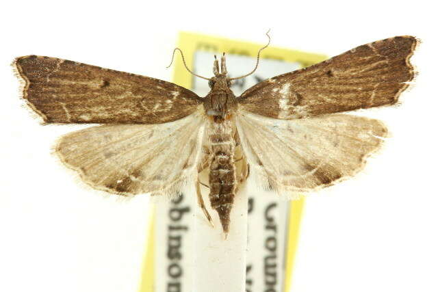 صورة Diplopseustis perieresalis Walker 1859