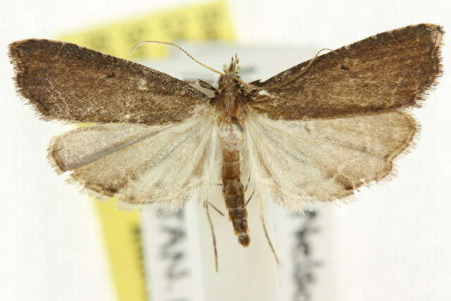 صورة Diplopseustis perieresalis Walker 1859