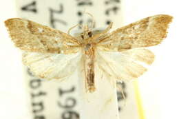 صورة Diplopseustis prophetica Meyrick 1887