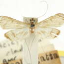 Image of Acicys cladaropa Turner 1911