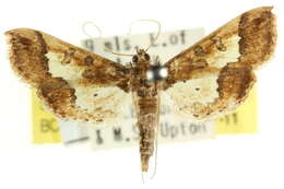 Image of Ornate Hydriris Moth