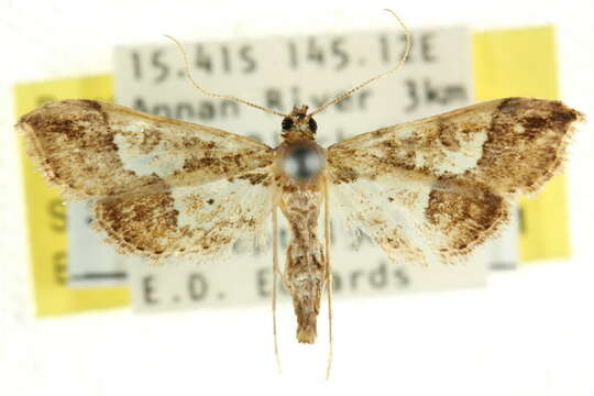 Image de Hydriris ornatalis Duponchel 1832