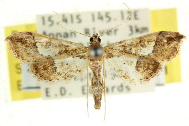 Image of Ornate Hydriris Moth