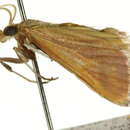 Image of Osiriaca ptousalis Walker 1859