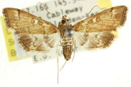 Image of <i>Nacoleia syngenica</i>