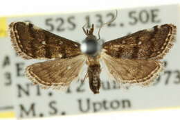 Criophthona trileuca Lower 1903 resmi