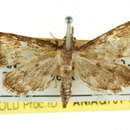 Image of Metasia orphnopis Turner 1915