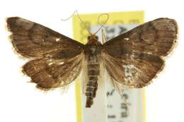 Image of Metasia typhodes Turner 1908