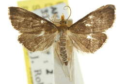 Image of Metasia typhodes Turner 1908