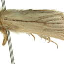 Image of Bathytricha monticola Turner 1925