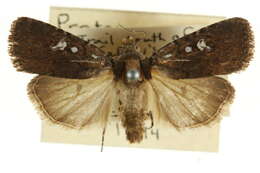 Image of Proteuxoa confinis Walker 1857