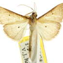 Image of <i>Ectadiosoma straminea</i>