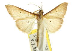 Image of <i>Ectadiosoma straminea</i>