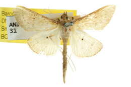 Image of <i>Ectadiosoma straminea</i>