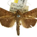 Image of <i>Omiodes nigriscripta</i>