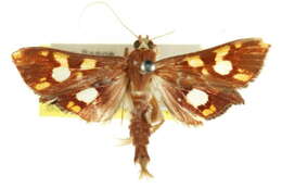 Image of Chalcidoptera emissalis Walker (1866)