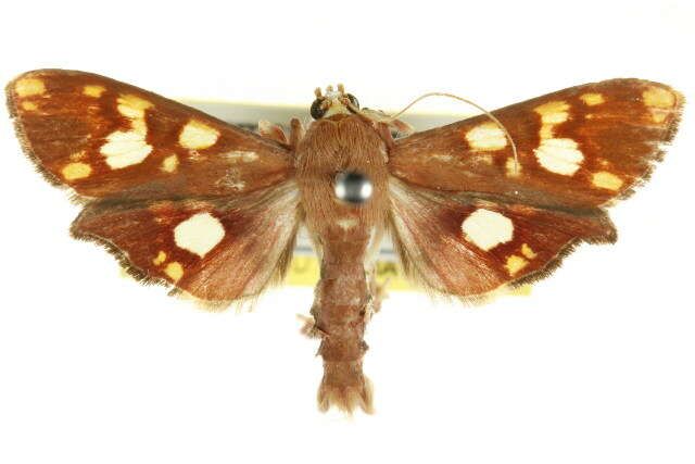 Chalcidoptera emissalis Walker (1866) resmi