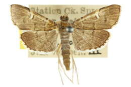 Image of <i>Patania aedilis</i>