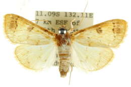 Image of Orphanostigma