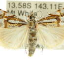 Image of Hednota argyroeles Meyrick 1882