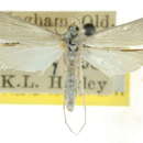 Image of Scirpophaga ochroleuca Meyrick 1882