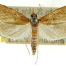 Image of Helonastes acentrus Common 1960