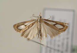 صورة Catoptria