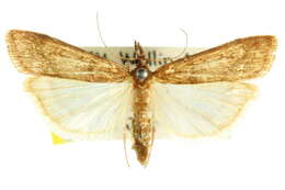 Image of Scoparia nephelitis Meyrick 1887