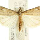 Image de Scoparia cleodoralis Walker 1859