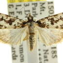 Image de <i>Scoparia aphrodes</i>