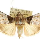 Image of <i>Enchesphora apicalis</i>