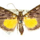 Image of <i>Axiocrita cataphanes</i>