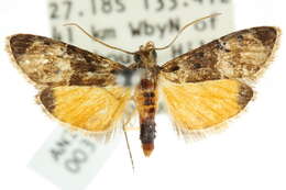 Image of Titanoceros thermoptera Lower 1903