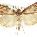 Image of <i>Mimaglossa crypserythra</i>