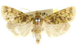 Image of Stericta philobrya Turner 1937