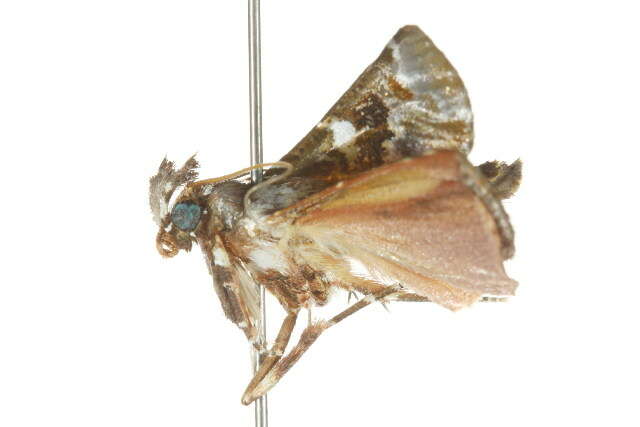 Image of Termioptycha eucarta Felder & Rogenhofer 1875