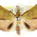 Sivun Tanaobela chrysochlora Turner 1915 kuva