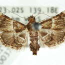 Image of Persicoptera baryptera Lower 1905