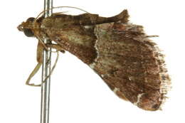 Image of Persicoptera compsopa Meyrick 1887