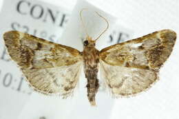 <i>Arescoptera haplocala</i> resmi