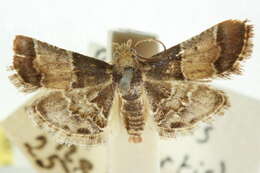 Image of Pyralis pictalis Curtis 1834