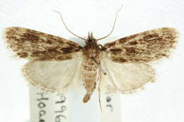 Aglossa caprealis Hübner (1809)的圖片