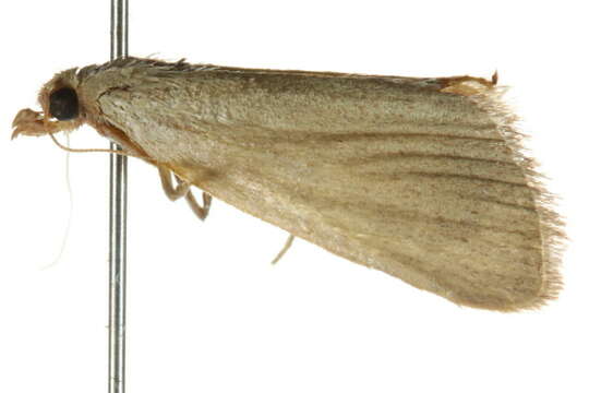 Image of <i>Ocrasa acerasta</i>