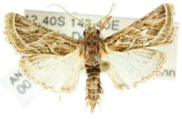 Image of Loryma recusata Walker 1863