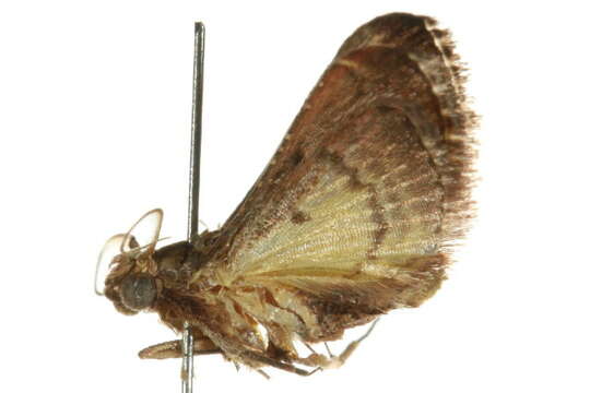 Image of Gauna phaealis Hampson 1906