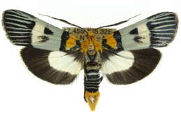 Image de Vitessa glaucoptera Hampson 1906