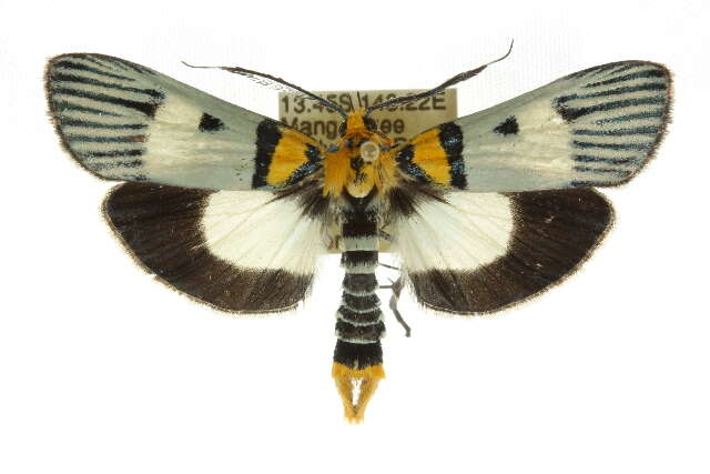 Image de Vitessa glaucoptera Hampson 1906