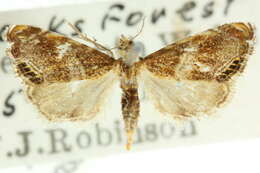 Image of Glaucocharis stenura Turner 1904